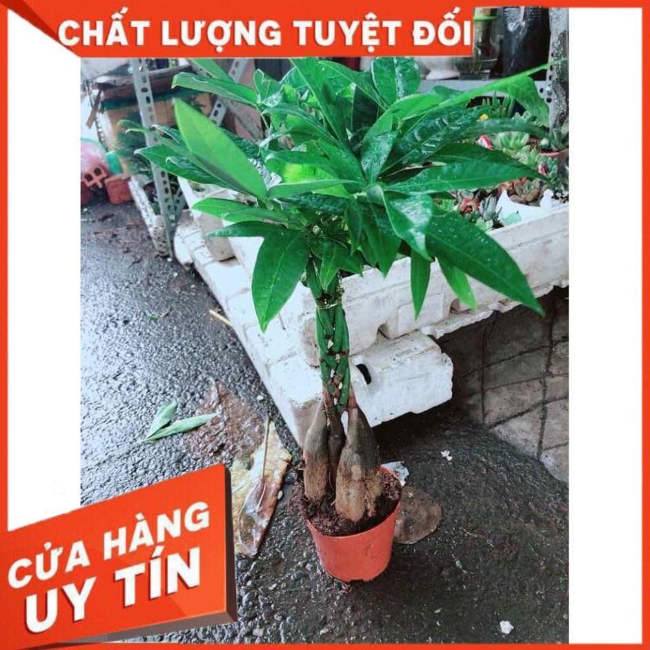 Kim Ngân 5 thân Nhiều Người Mua