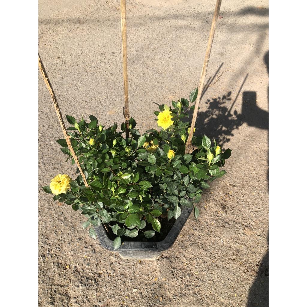 Chậu hoa hồng siêu nụ hoa vàng