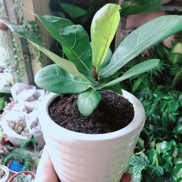 Chậu Cây Bàng Singapore