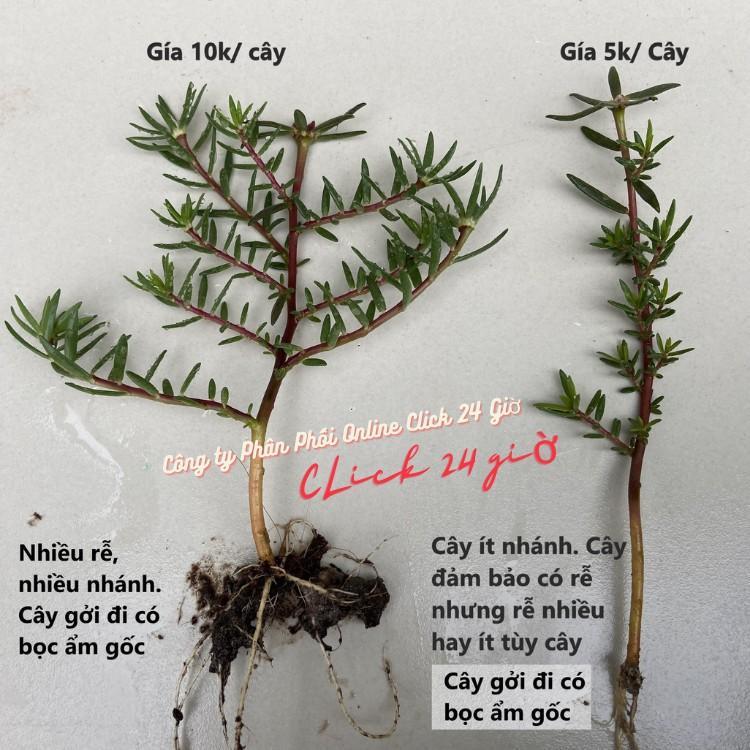 10 Cành Giống Hoa Mười Giờ Bonsai Loại Chuyên Nuôi Gốc To Để Làm BonSai Trồng Được Lâu Năm Hoa Nở Cả Ngày Giống Chuẩn