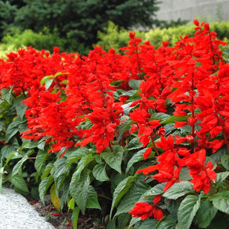 Hạt Giống Hoa/Xác/Pháo/Cao Đỏ KNS3676- Gói 50 hạt