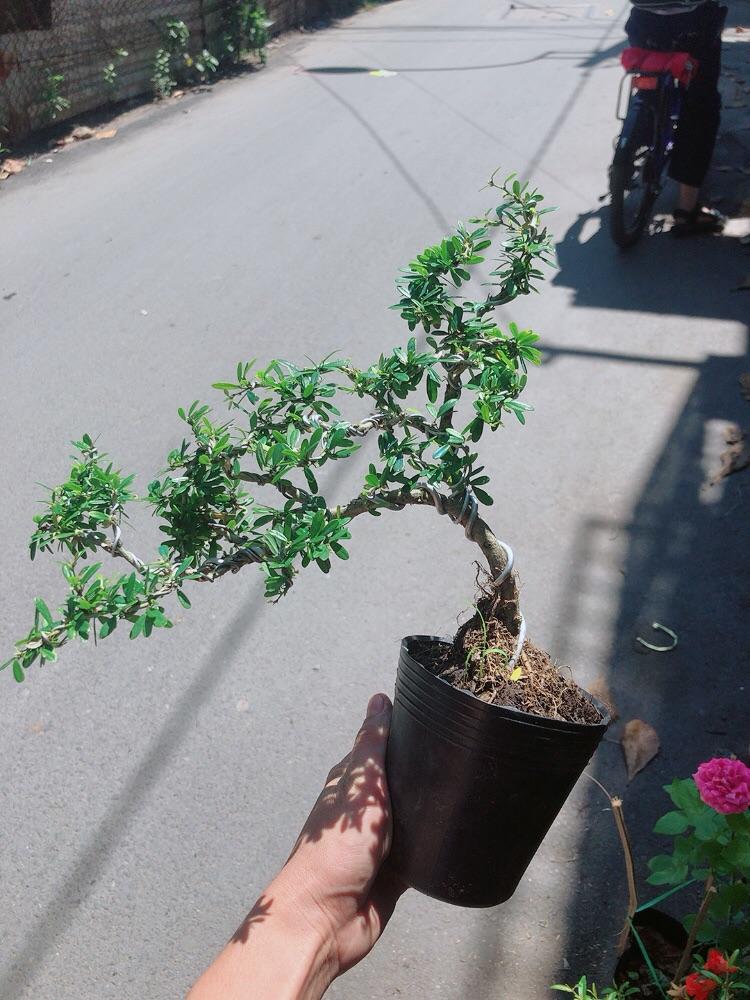 Cây Linh Sam Bonsai