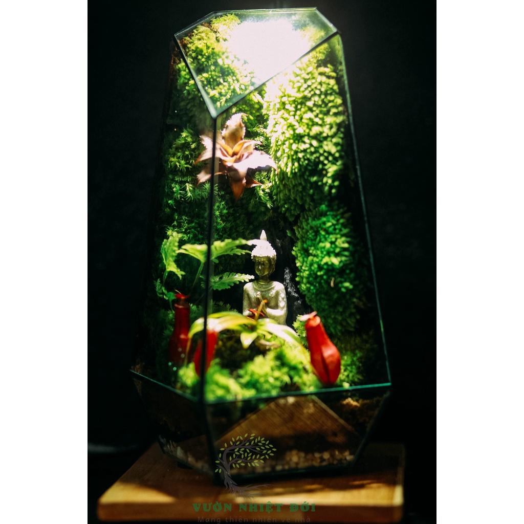 Bể Terrarium Đa Giác Setup Bán Cạn Để Bàn Làm Việc Mở Được Cánh Cửa