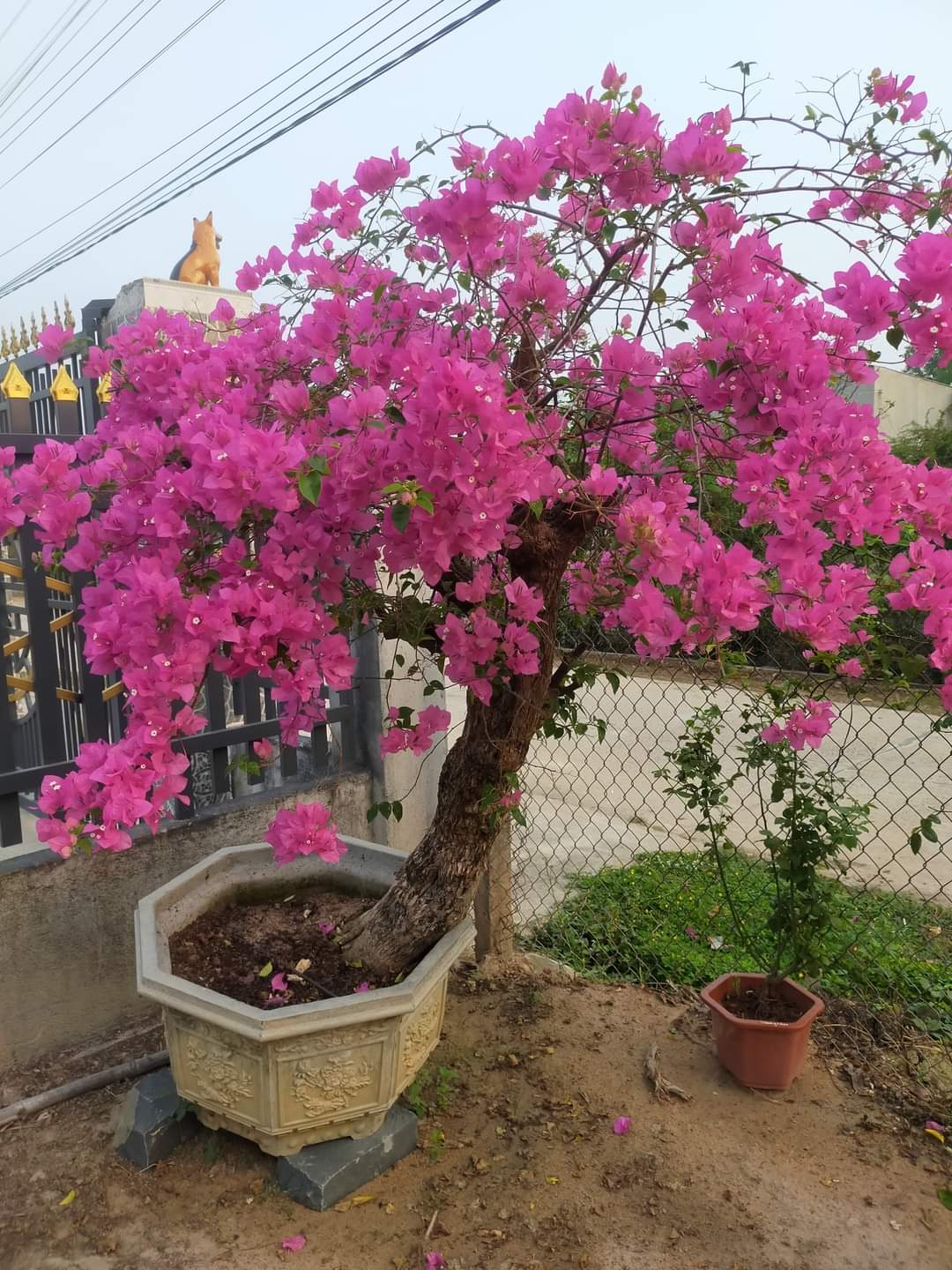 Phân bón hữu cơ vi sinh 4 in 1 - Thần dược cho cây trồng