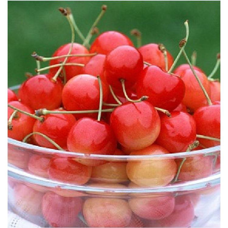 Hạt giống Cây Ăn Trái Cherry Đỏ 10 hạt/gói