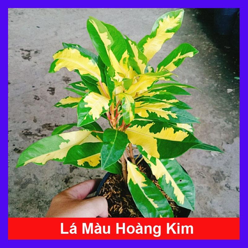 Cây Lá Màu Hoàng Kim - cây cảnh để bàn + tặng phân bón cho cây