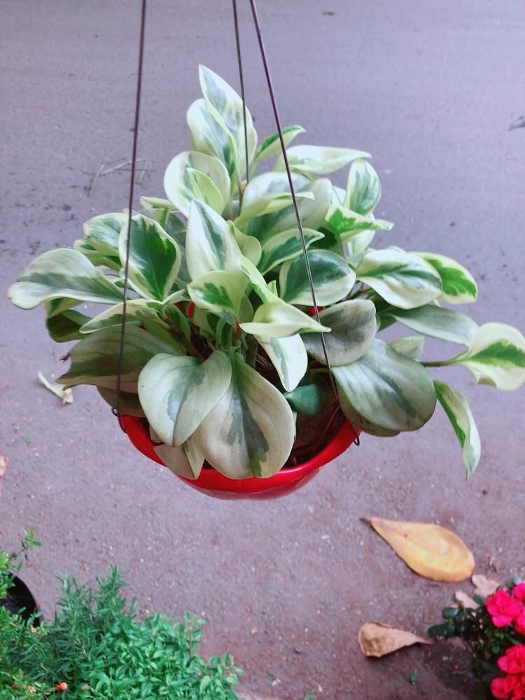 Chậu Cây Trường Sinh Màu Vàng