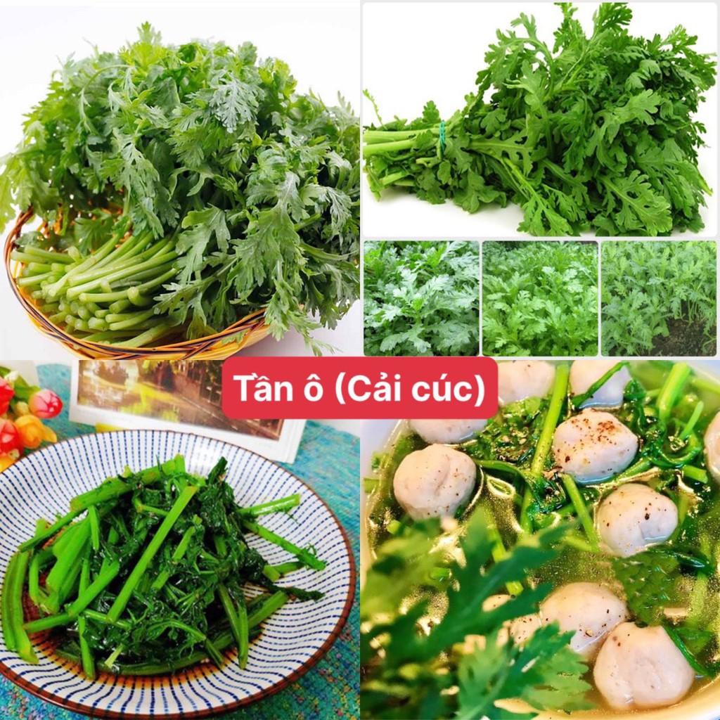 Hạt giống rau tần ô ( cải cúc ) gói 3000 hạt siêu dễ trồng kháng bệnh tốt năng suất cao