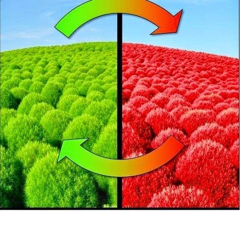 2 gói Hạt giống Cỏ Đổi Màu Kochia