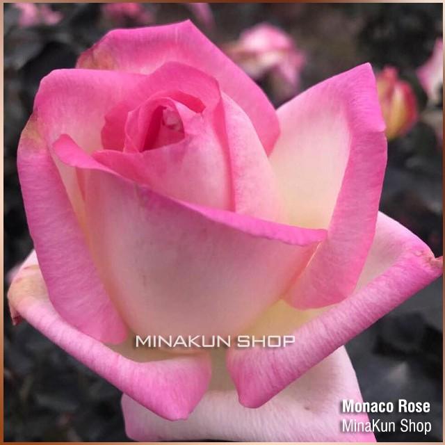 Hoa hồng ngoại Monaco Rose siêu đẹp - MinaKun Shop