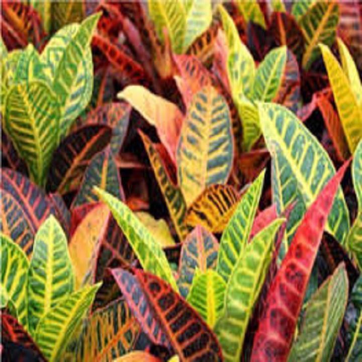 CHẬU CÂY CÔ TÒNG LÁ HỒNG ĐỎ