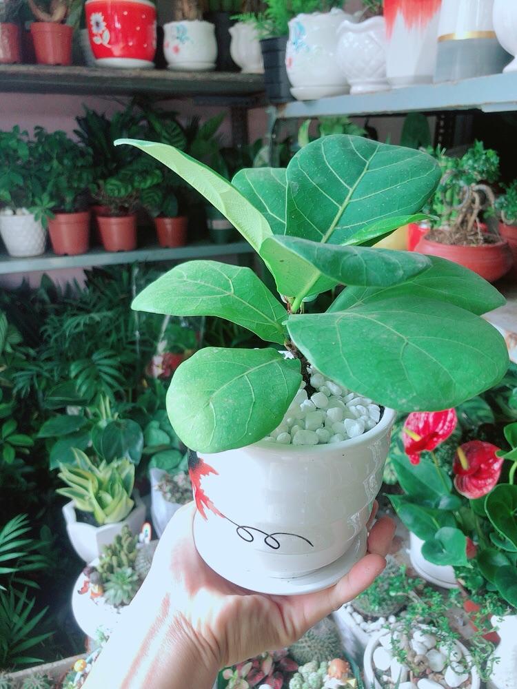 Chậu Cây Bàng Singapore