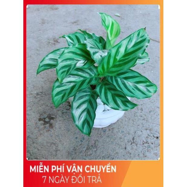 Chậu Đuôi Công Xanh