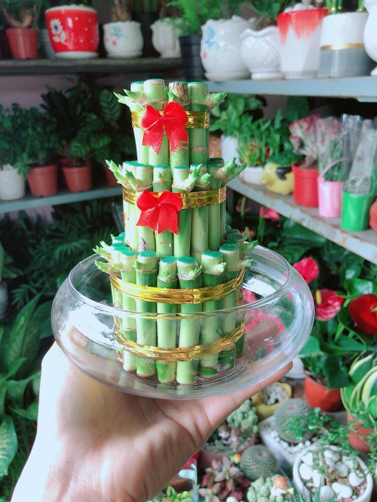 Chậu Trúc Phát Tài 3 Tầng Trồng Thuỷ Sinh