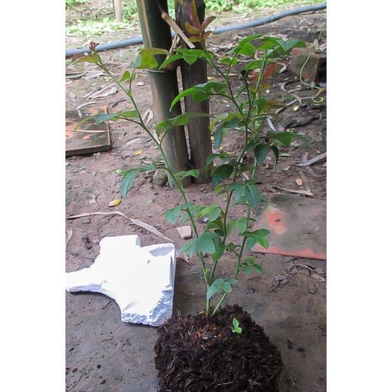 Hoa hồng leo Francis Dubreuil rose - hoa hồng pháp, hoa thơm