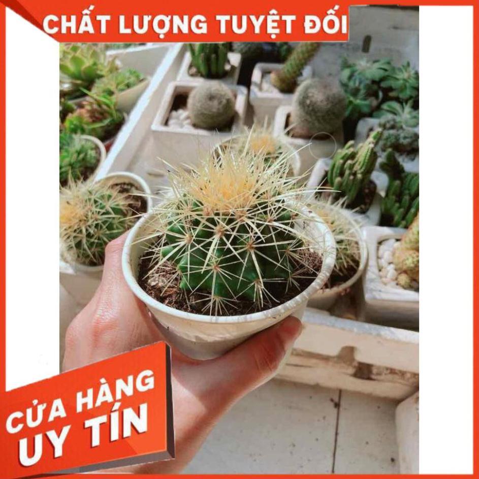 Xương rồng kim hổ kèm chậu sứ Nhiều Người Mua