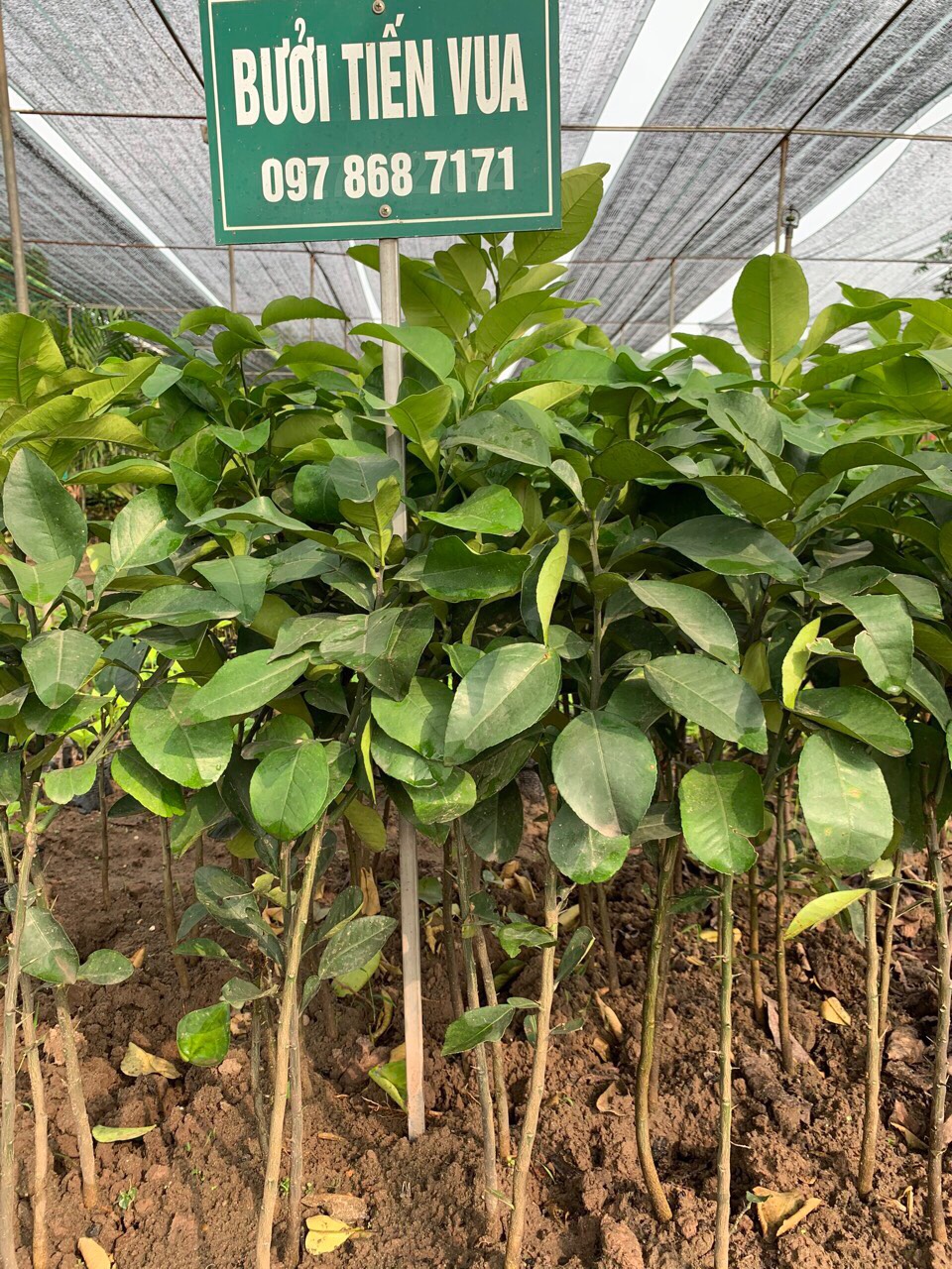 CÂY BƯỞI ĐỎ TIẾN VUA F1-- Nhà vườn Xuân Khương