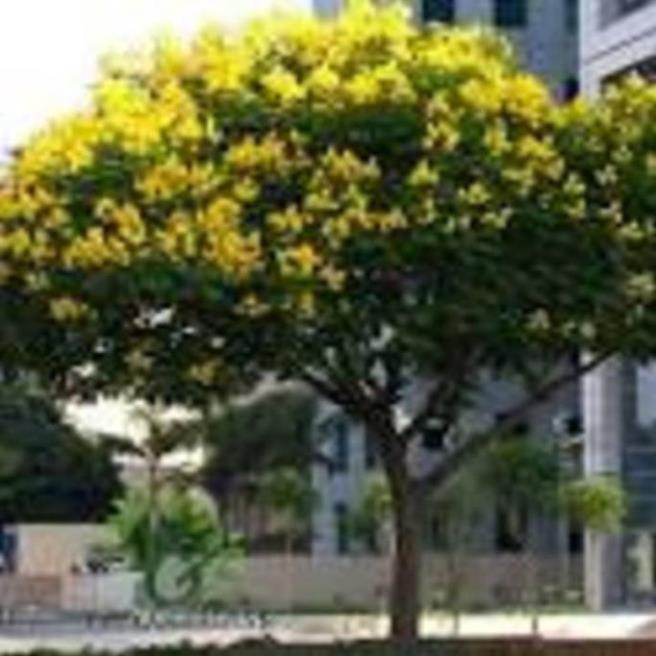 COM BO 2 Cây Phượng vàng , hoa cực đẹp, hiếm, lạ, cây giống gửi đi nguyên bầu