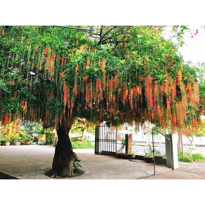 1 kg Hạt giống lộc vừng hoa đỏ