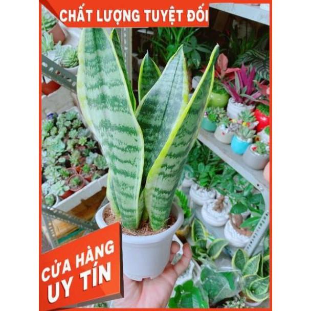 Lưỡi Hổ Cao
