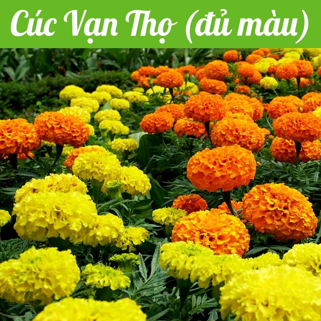 Hạt giống Hoa Vạn Thọ mix màu gói 0,1gr - DỄ TRỒNG