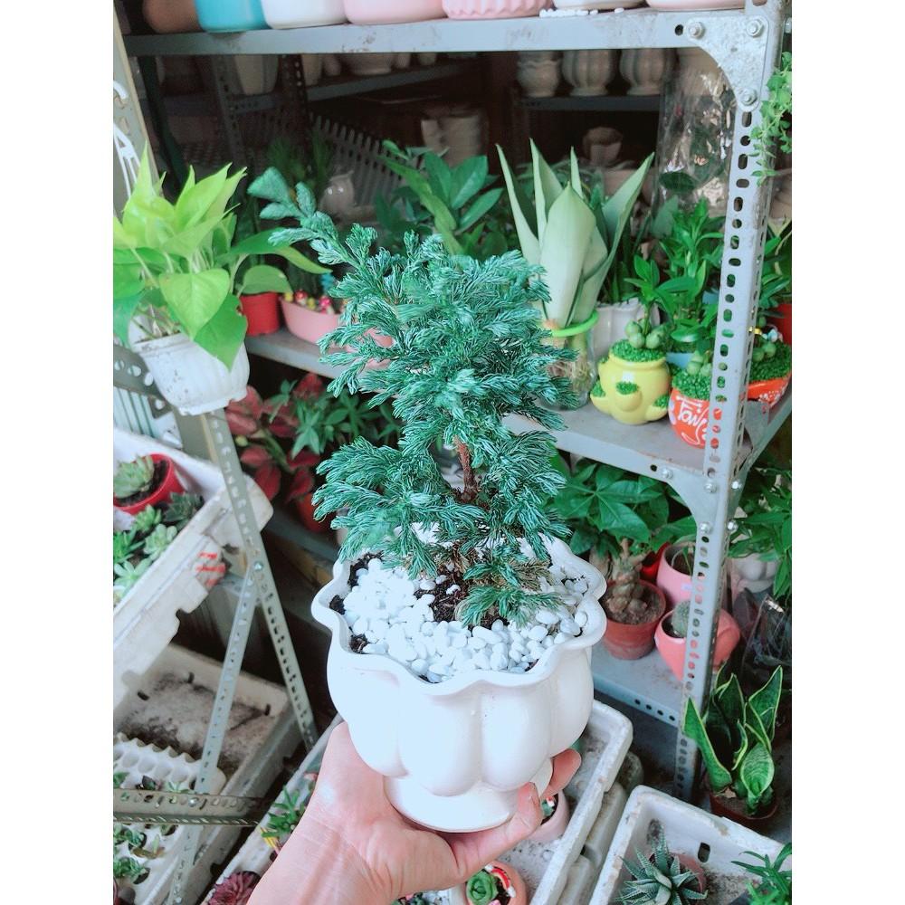 Cây Tùng Tuyết Hay Tùng Bạc Tuyết Tùng