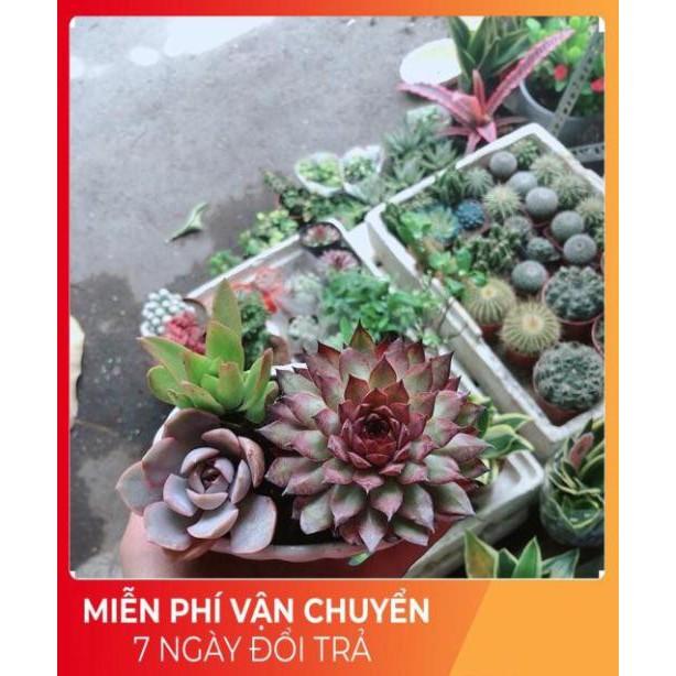 Chậu Sen Đá Mix