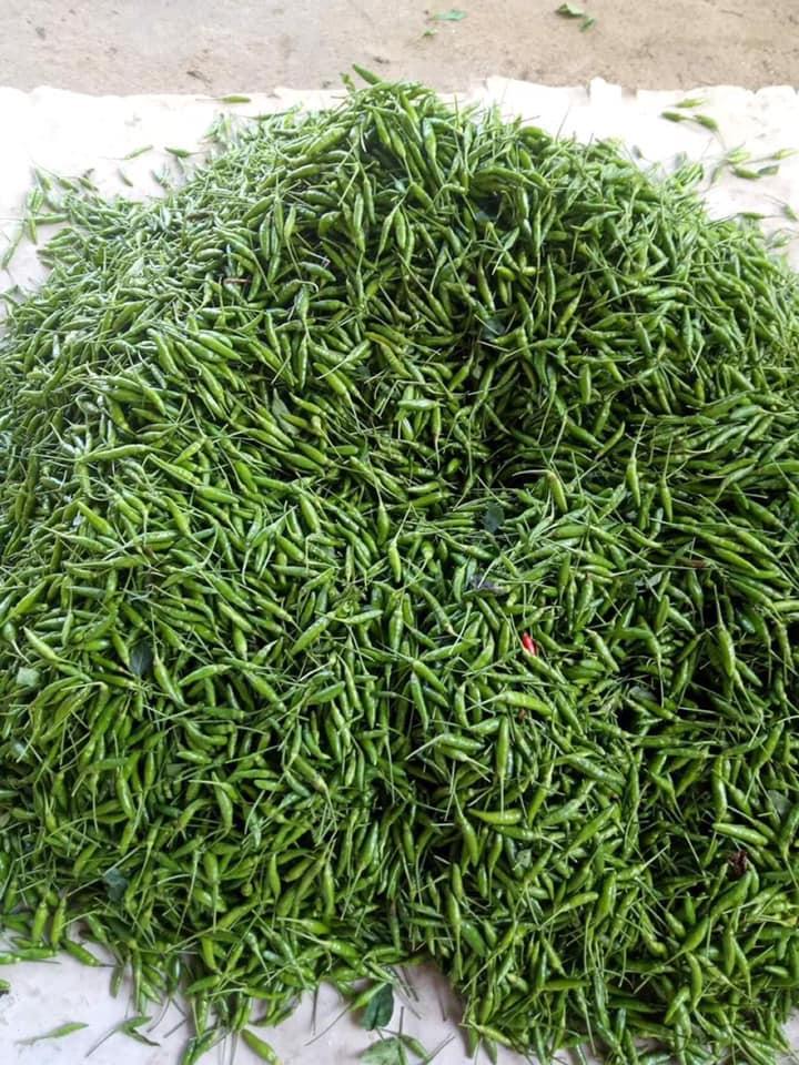 Cây ớt xiêm xanh trồng chậu ra trái cực nhanh