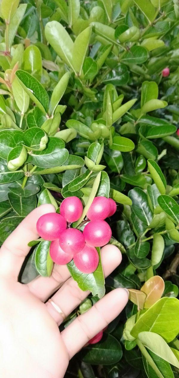 Cây siro giống cây đẹp giống chuẩn