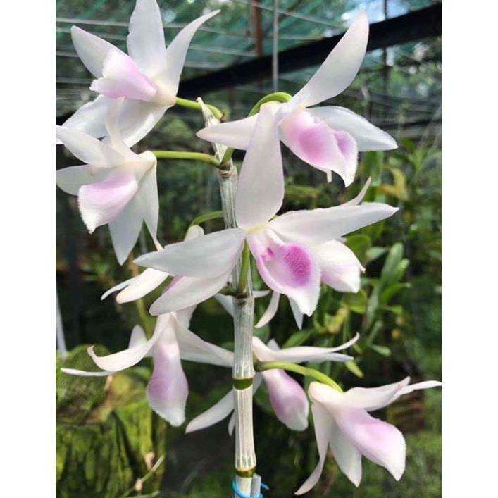 5ct gieo hạt xanh sạch