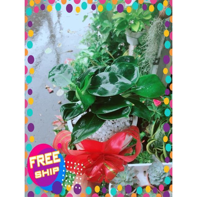 Chậu Trầu Bà Đế Vương Xanh