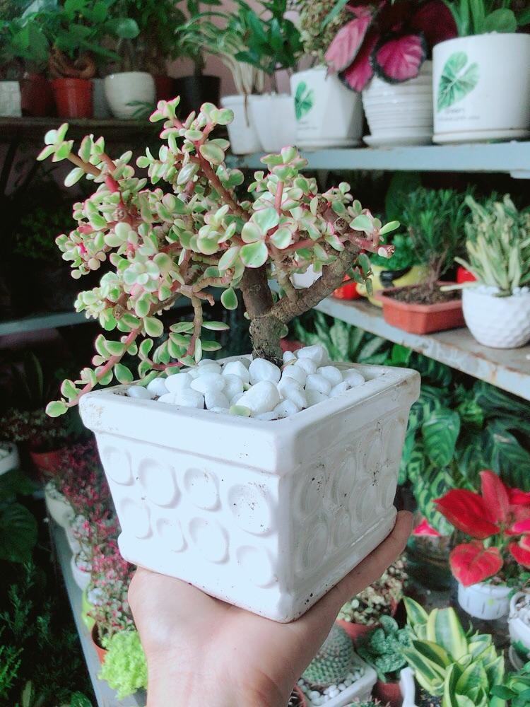 Chậu Cây Cành Vàng Lá Ngọc Cổ Thụ