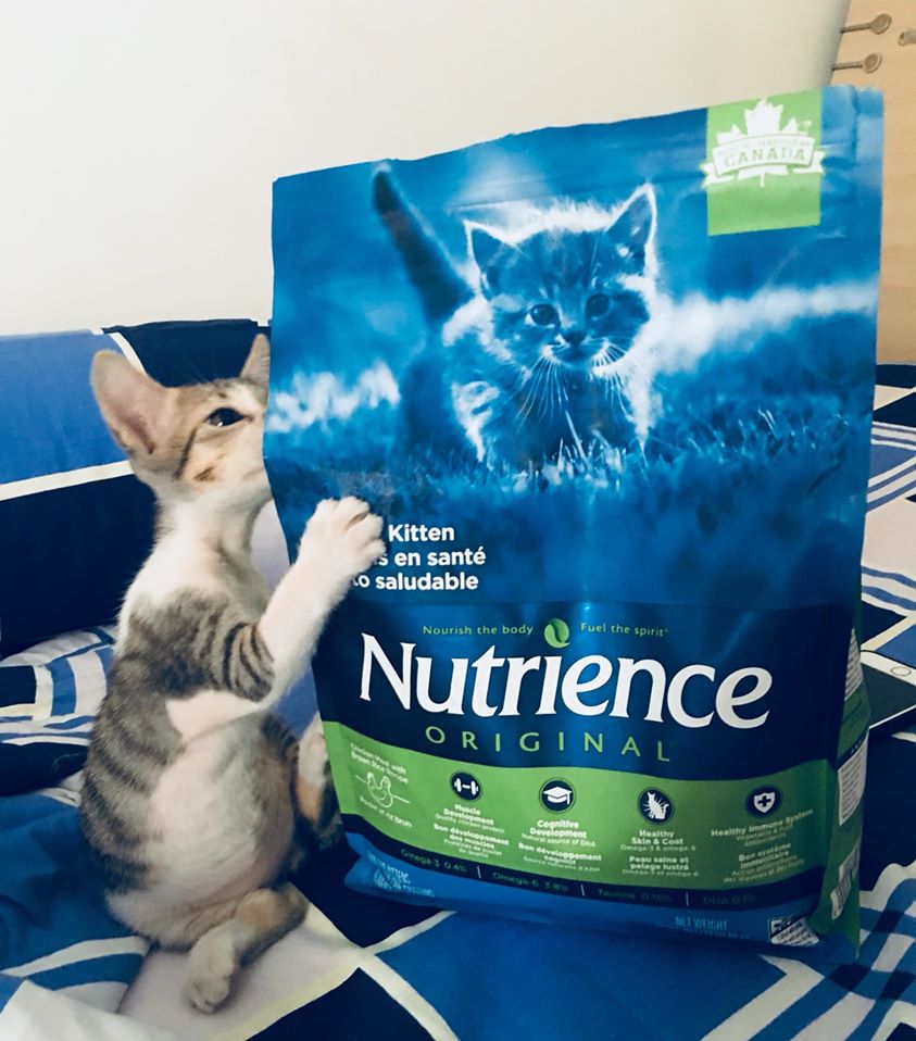 Thức Ăn Cho Mèo Tai Cụp, Nutrience Original Bao 2,5kg - Thức Ăn Cho Mèo, Thịt Gà, Dầu Cá Hồi, Rau Củ, Trái Cây Tự Nhiên