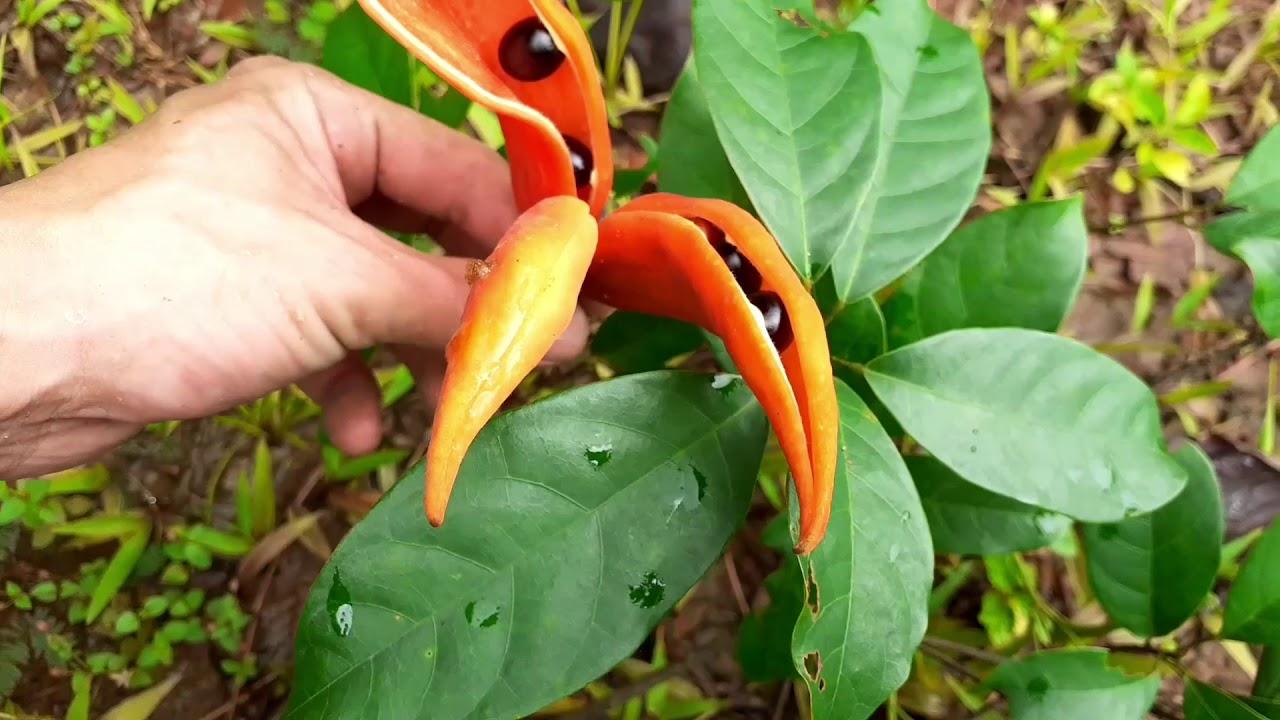 Cây Sang giống, hoa đẹp giống chuẩn cây cao 60cm cam kết chất lượng