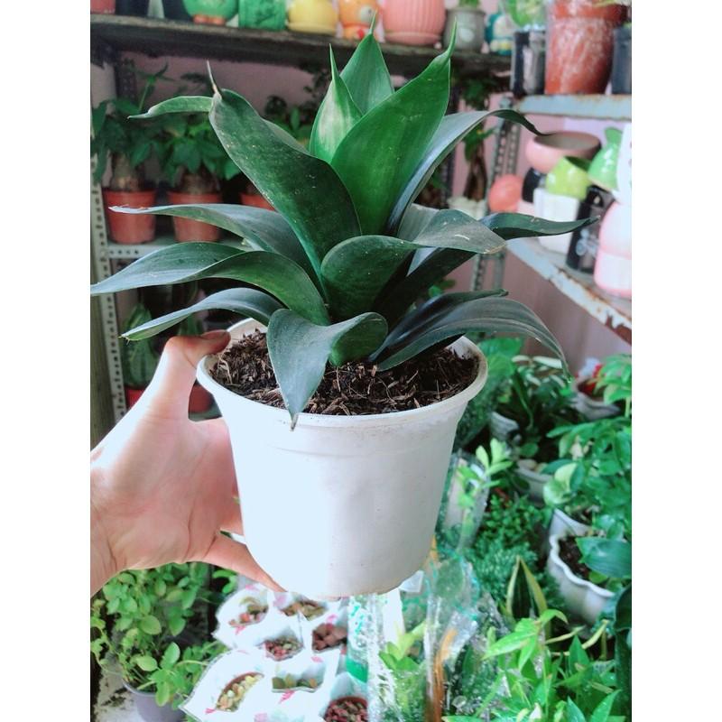 Lưỡi Hổ Sansevieria Black Dragon