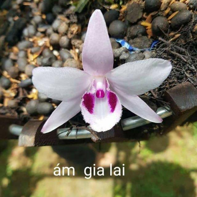 Hoa phong lan -com bo chậu 2 thân ám gia lai 10-15 cm , cây cực đẹp