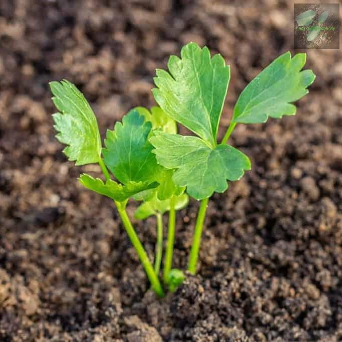 Hạt giống rau cần tây Rado, đóng gói 5gr