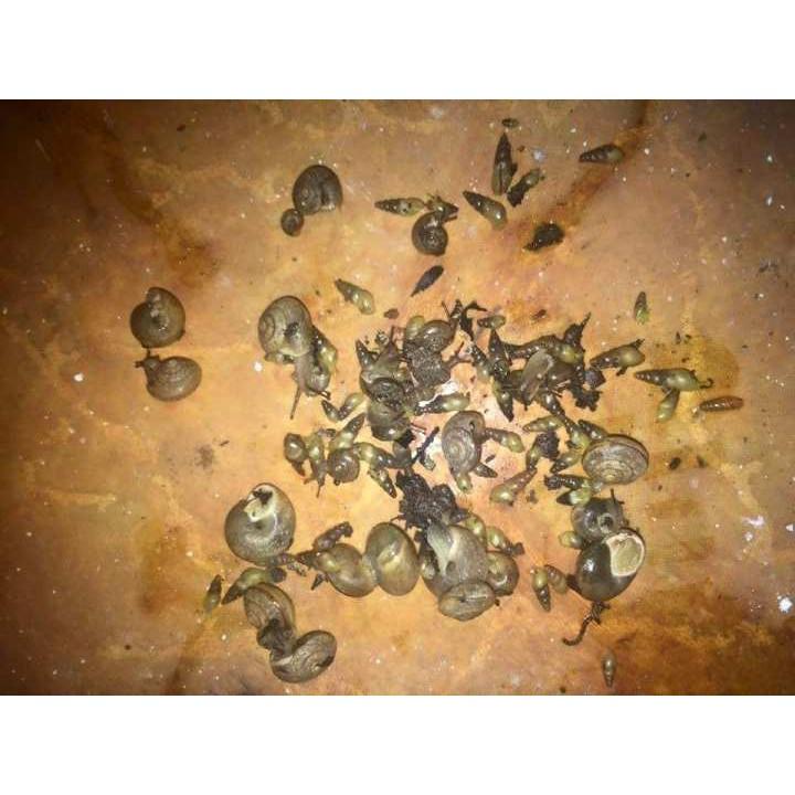 Bả diệt ốc sên hại cây