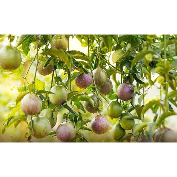 Hạt Giống Chanh Dây Dễ Trồng, Thích Hợp Trồng Tại Nhà Gói 1gr Sạch