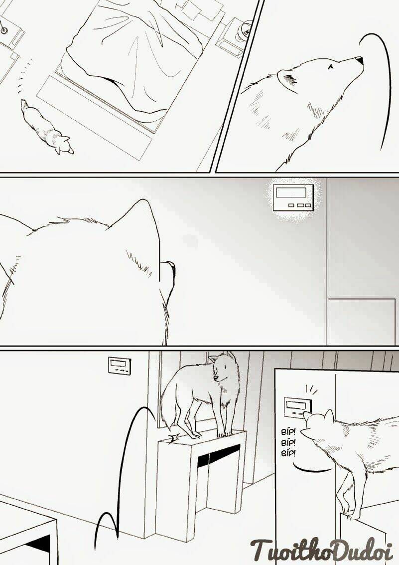 sự mê hoặc của sói chapter 16 4