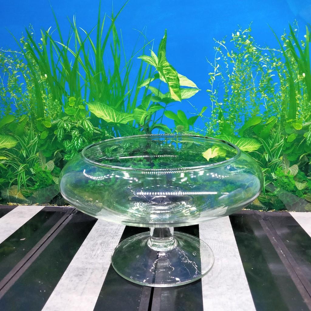 Bể cá mini để bàn , chậu thủy tinh trang trí