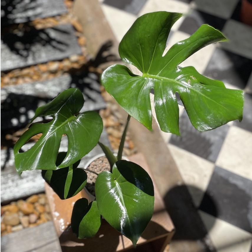 Cây Trầu Bà Monstera deliciosa (Cây Quái Vật, Trầu Bà Lá Xẻ)