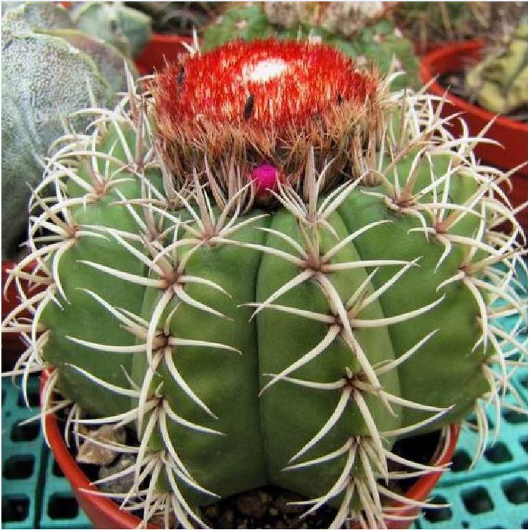 Hạt giống hoa xương rồng nhiều màu KNS3549 - Gói 20 hạt