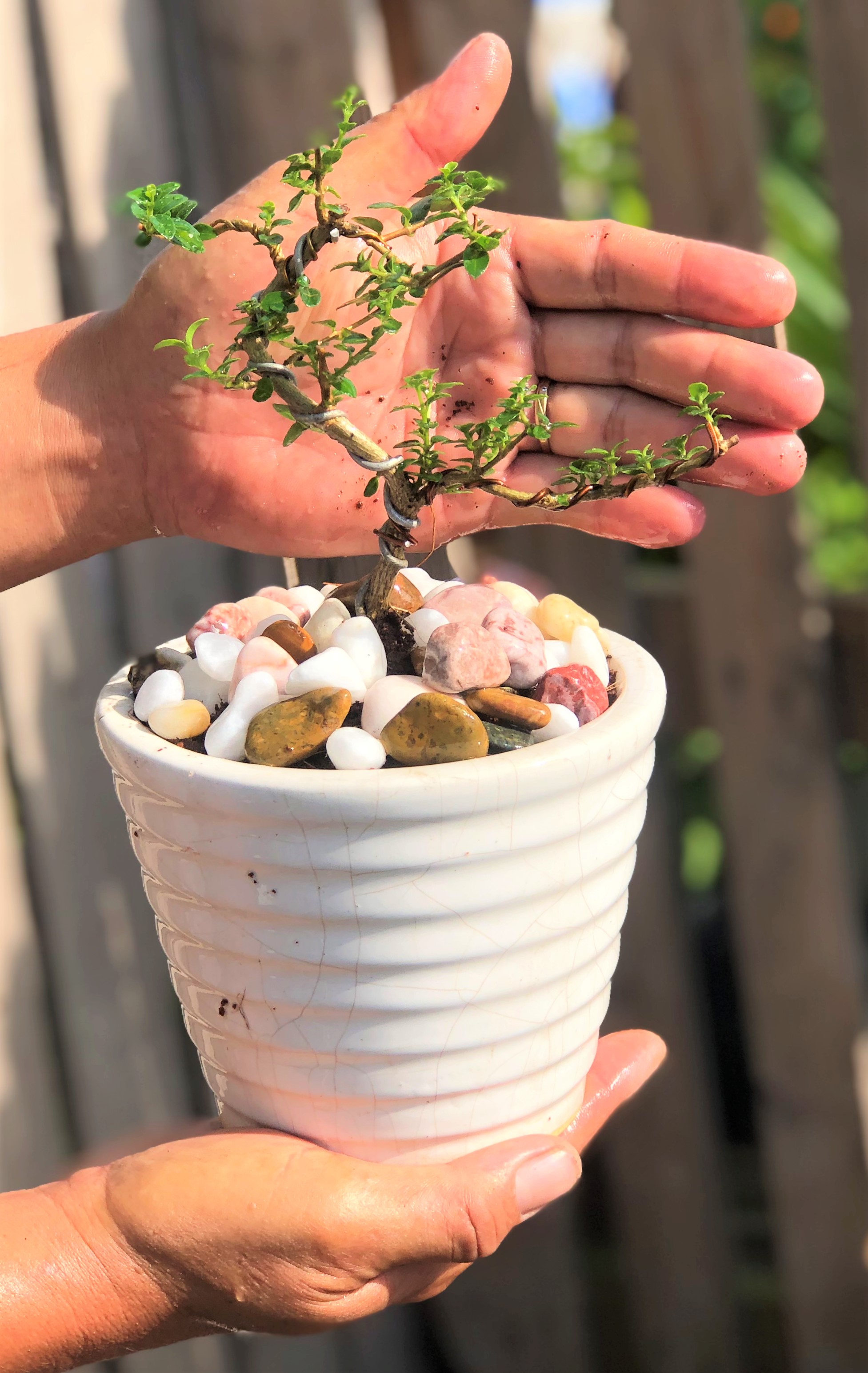 Chậu sứ cây Bonsai sam hương