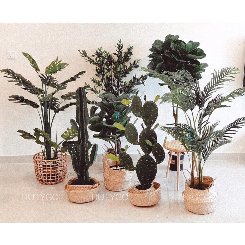 GIỎ CÓI TRỒNG CÂY