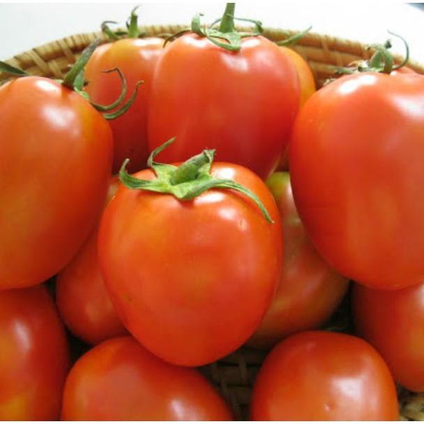 Hạt giống cà chua quả to chịu nhiệt, siêu năng xuất - 30 hạt