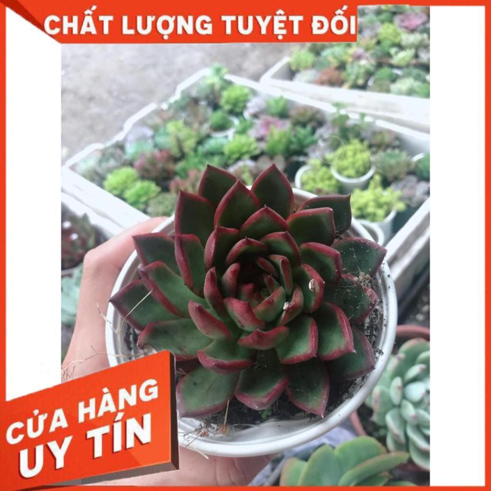 Combo 10 cây sen trung Nhiều Người Mua