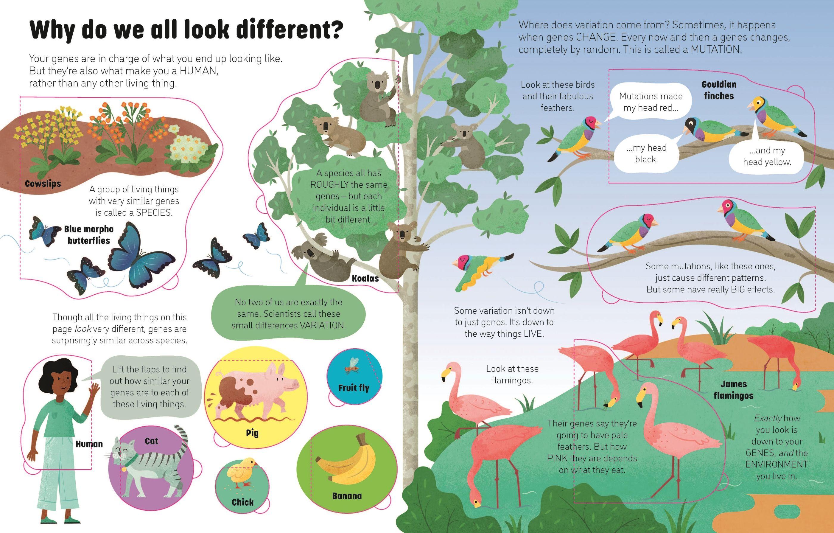 Sách ngoại văn: See Inside Genes And DNA
