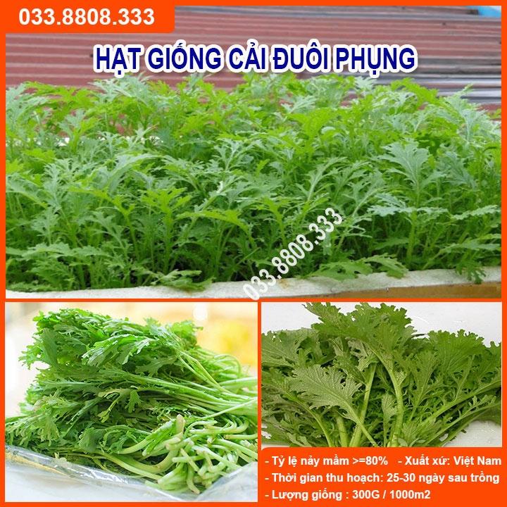 Hạt Giống Cải Đuôi Phụng - Giống Cải Nhanh Thu Hoạch