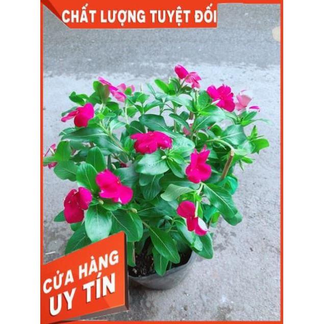 Hoa Dừa Cạn Màu Hồng